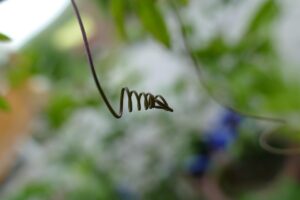 Glicine giovane senza fiori, simbolo di attesa per la fioritura futura dopo 10 anni.