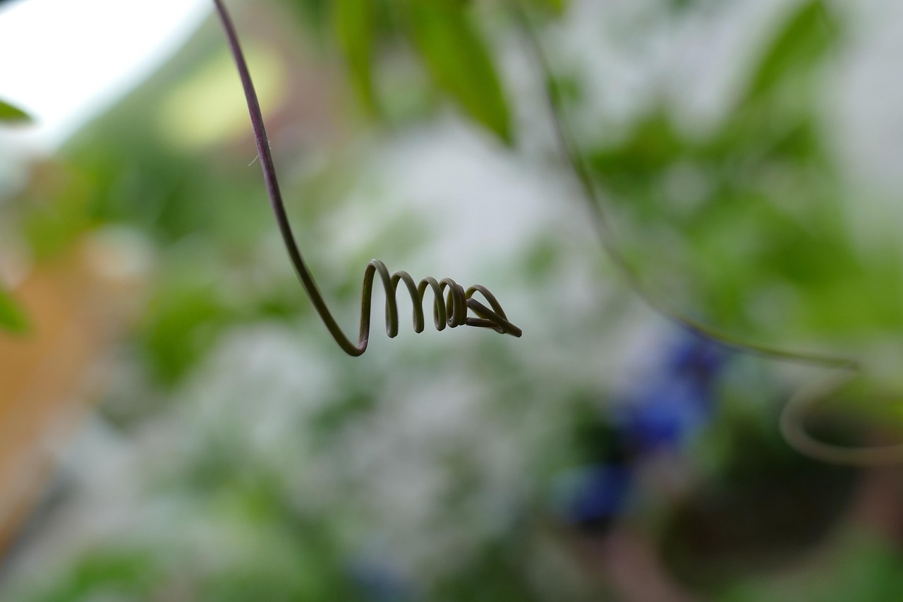 Glicine giovane senza fiori, simbolo di attesa per la fioritura futura dopo 10 anni.