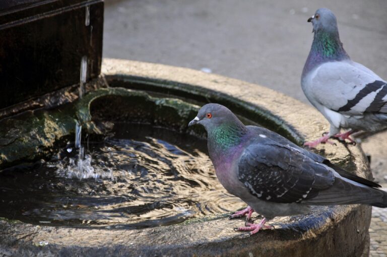 Uccellini che bevono da una fonte d'acqua ghiacciata in inverno.