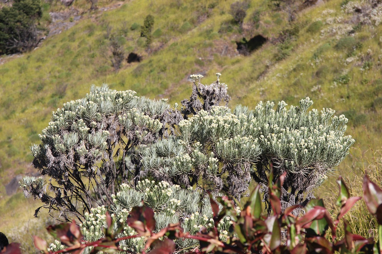Immagine di un cespuglio di lavanda con rami legnosi e foglie verdi, pronto per essere potato.