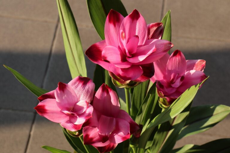 Fiori di curcuma in vaso con colori vivaci, pronti a fiorire e durare mesi.