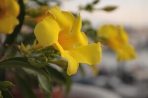 Dipladenia in vaso protetta dal freddo, con foglie verdi e fiori colorati, pronta per la primavera.