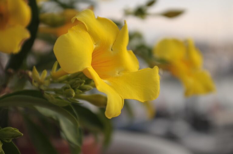 Dipladenia in vaso protetta dal freddo, con foglie verdi e fiori colorati, pronta per la primavera.