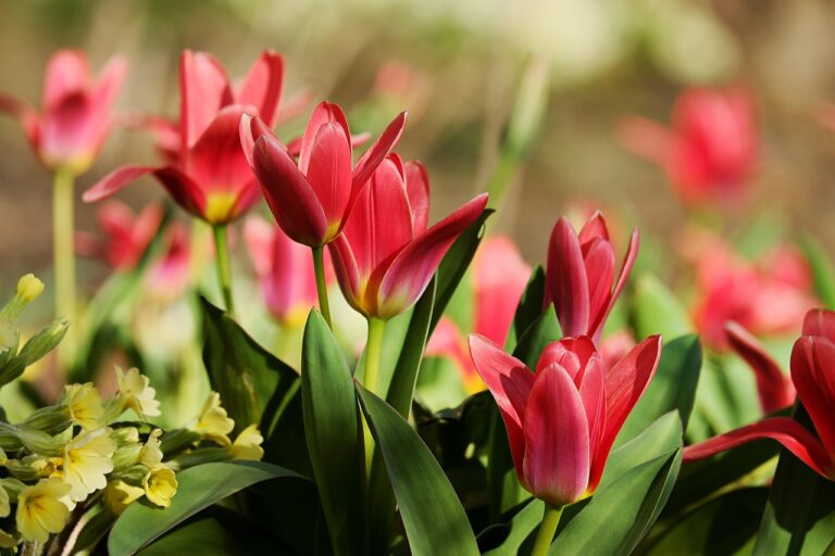 Tulipani colorati in un giardino, pronti a fiorire in primavera dopo essere stati piantati a novembre.