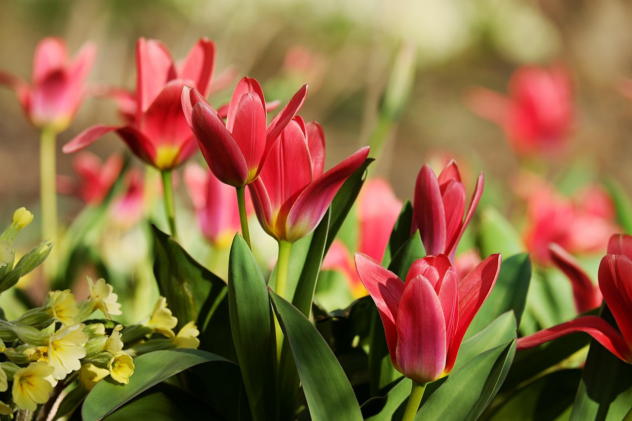 Tulipani colorati in un giardino, pronti a fiorire in primavera dopo essere stati piantati a novembre.