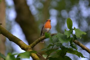 Pettoroso con collare e campanellino, mentre gioca nel giardino.